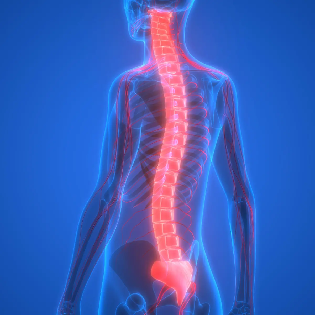 Rückenmark (Medulla spinalis) Logo von Rückenmark (Medulla spinalis)