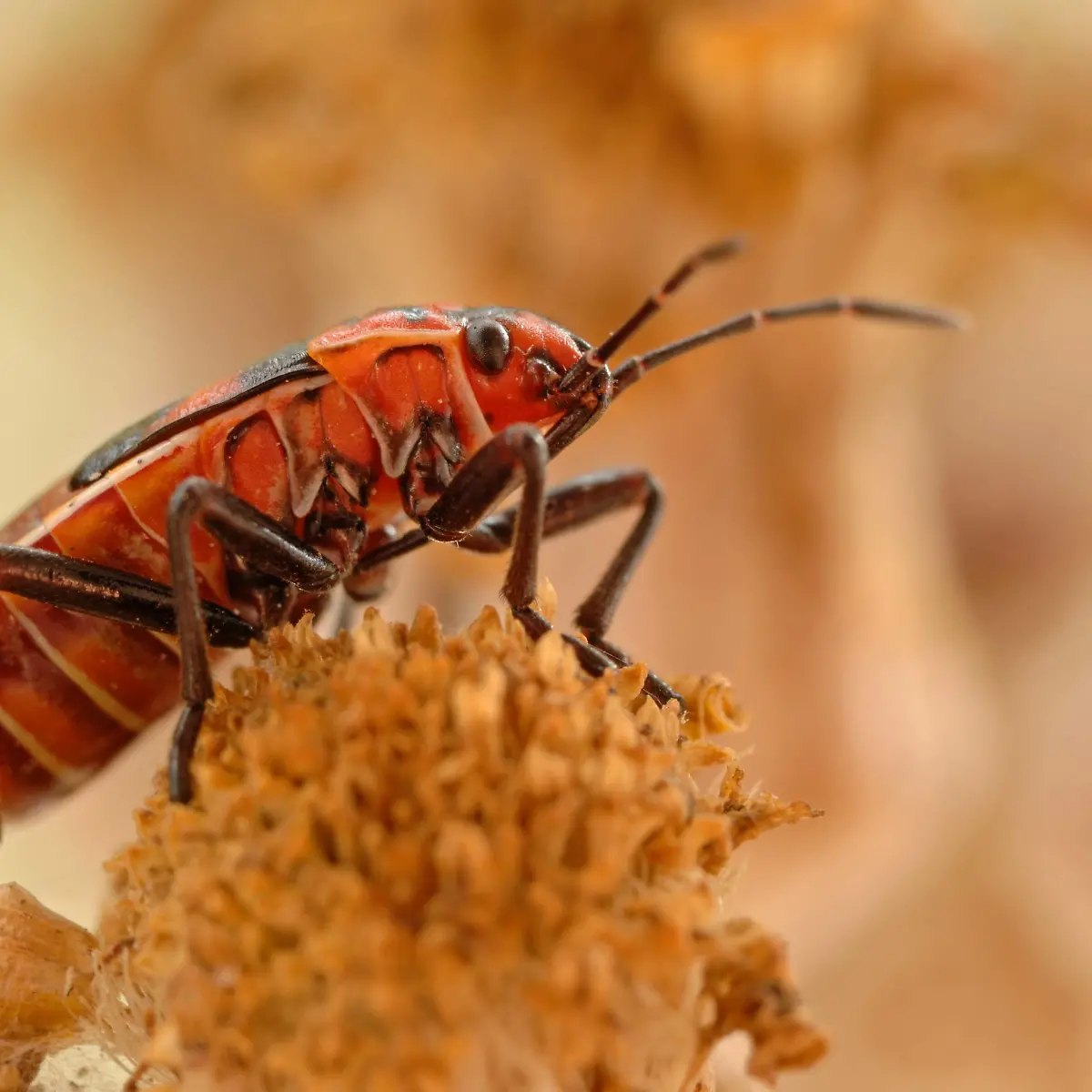 Wanze Logo von Wanze