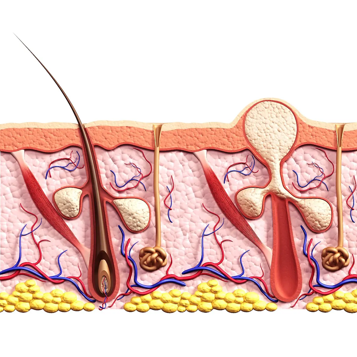 Karbunkel Logo von Karbunkel