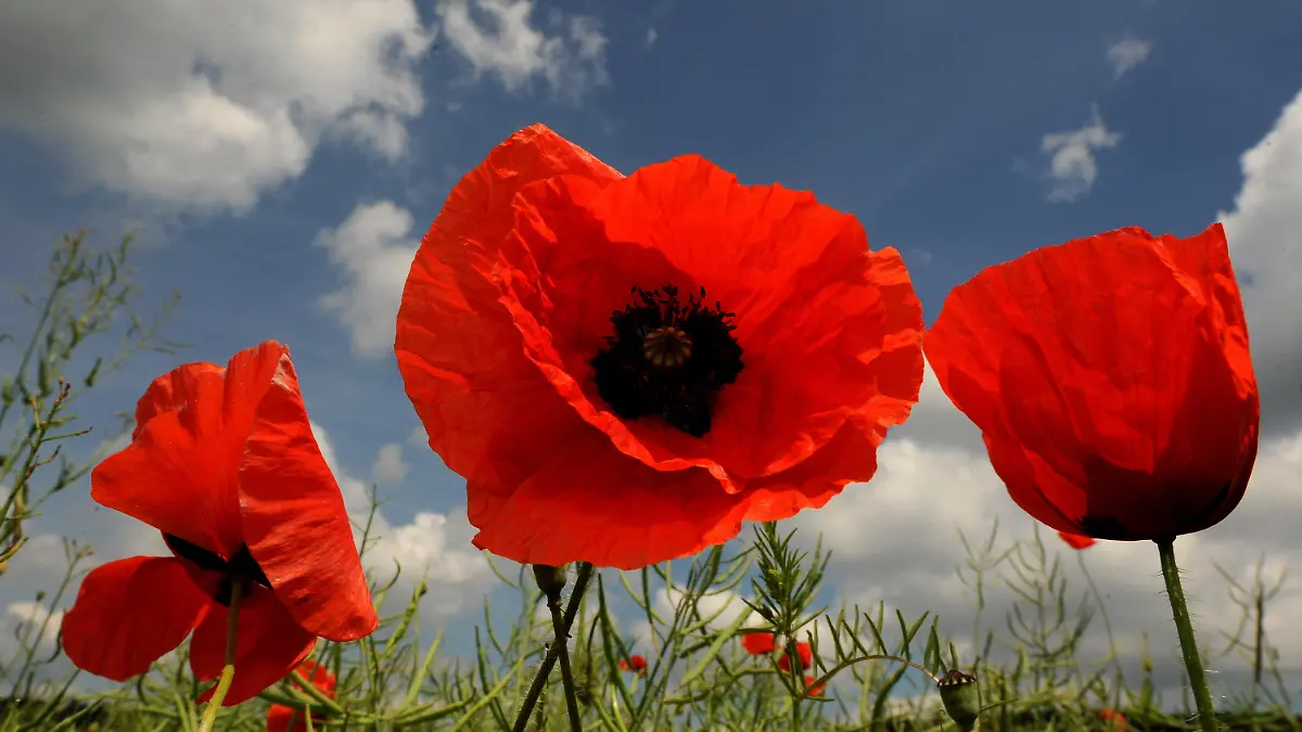 Roter Klatschmohn blüht am Montag (14.06.2010) auf einem Rapsfeld bei Niederbeisheim (Schwalm-Eder-Kreis). Das Wetter der kommenden Tage verspricht mäßige Temperaturen und hin und wieder Schauer. Foto: Uwe Zucchi dpa/lhe  +++(c) dpa - Bildfunk+++