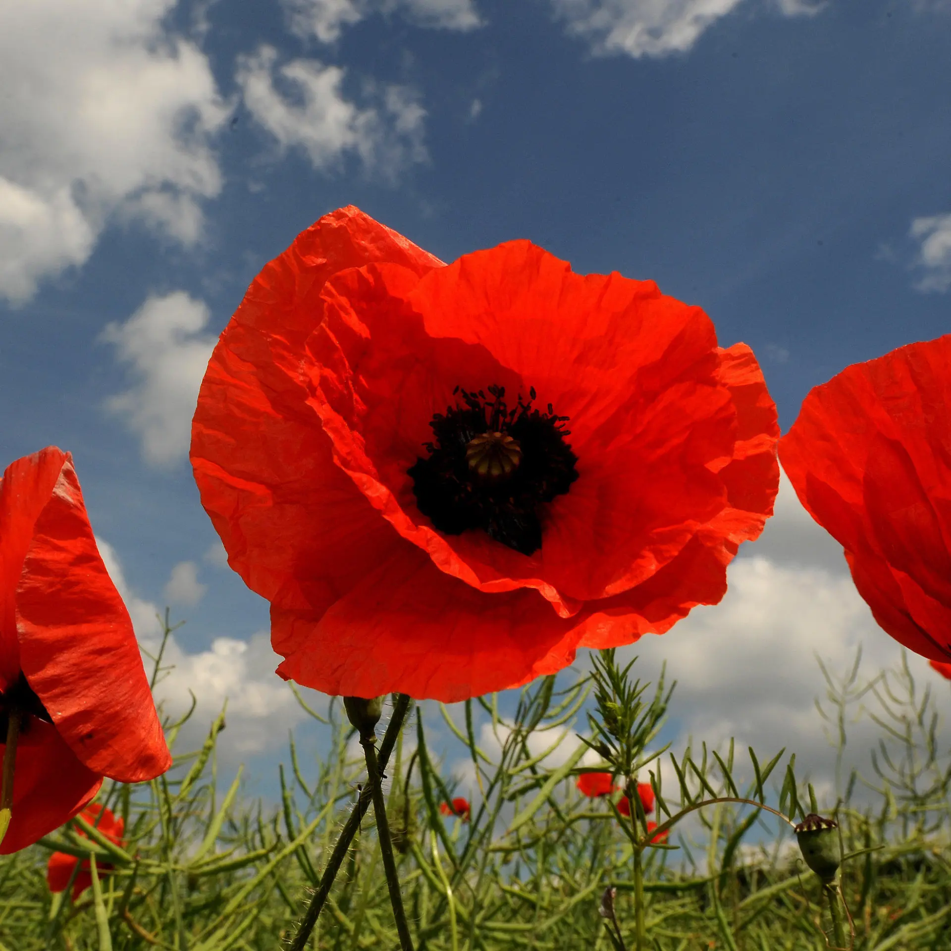 Klatschmohn Logo von Klatschmohn