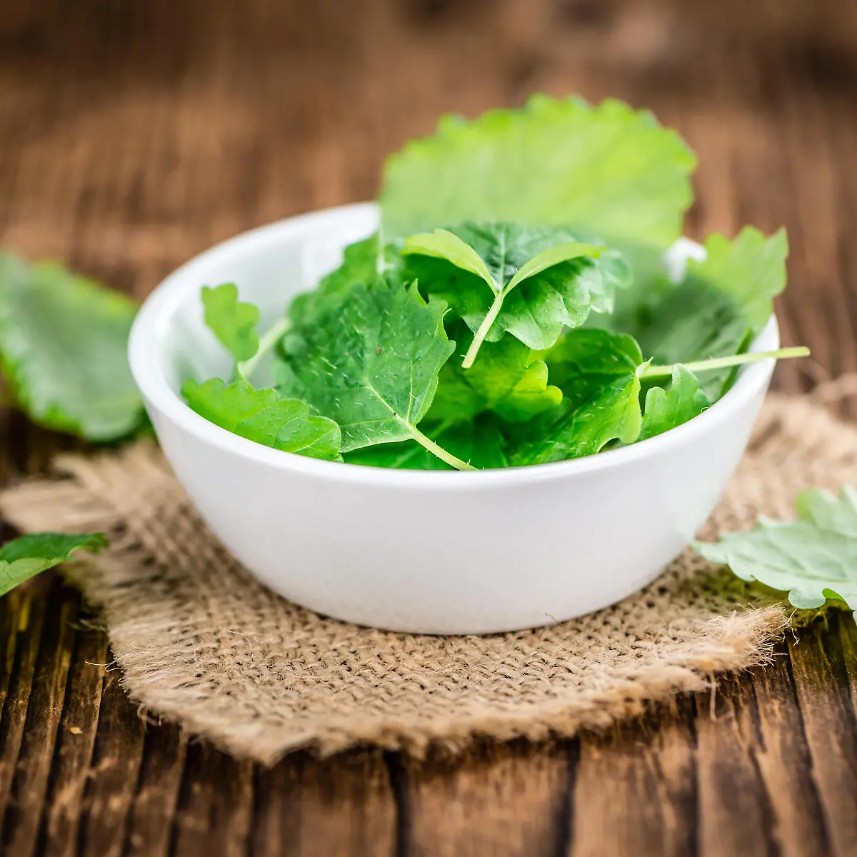 Melisse (Zitronenmelisse) Logo von Melisse (Zitronenmelisse)