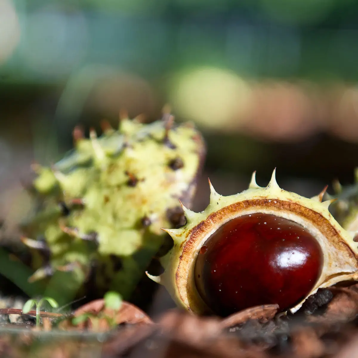 Rosskastanie Logo von Rosskastanie
