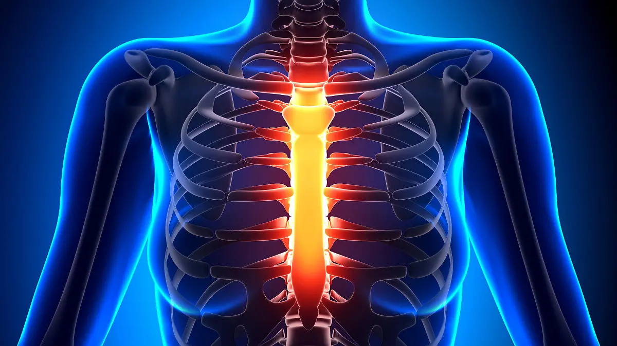 Weibliches Brustbein (Sternum)