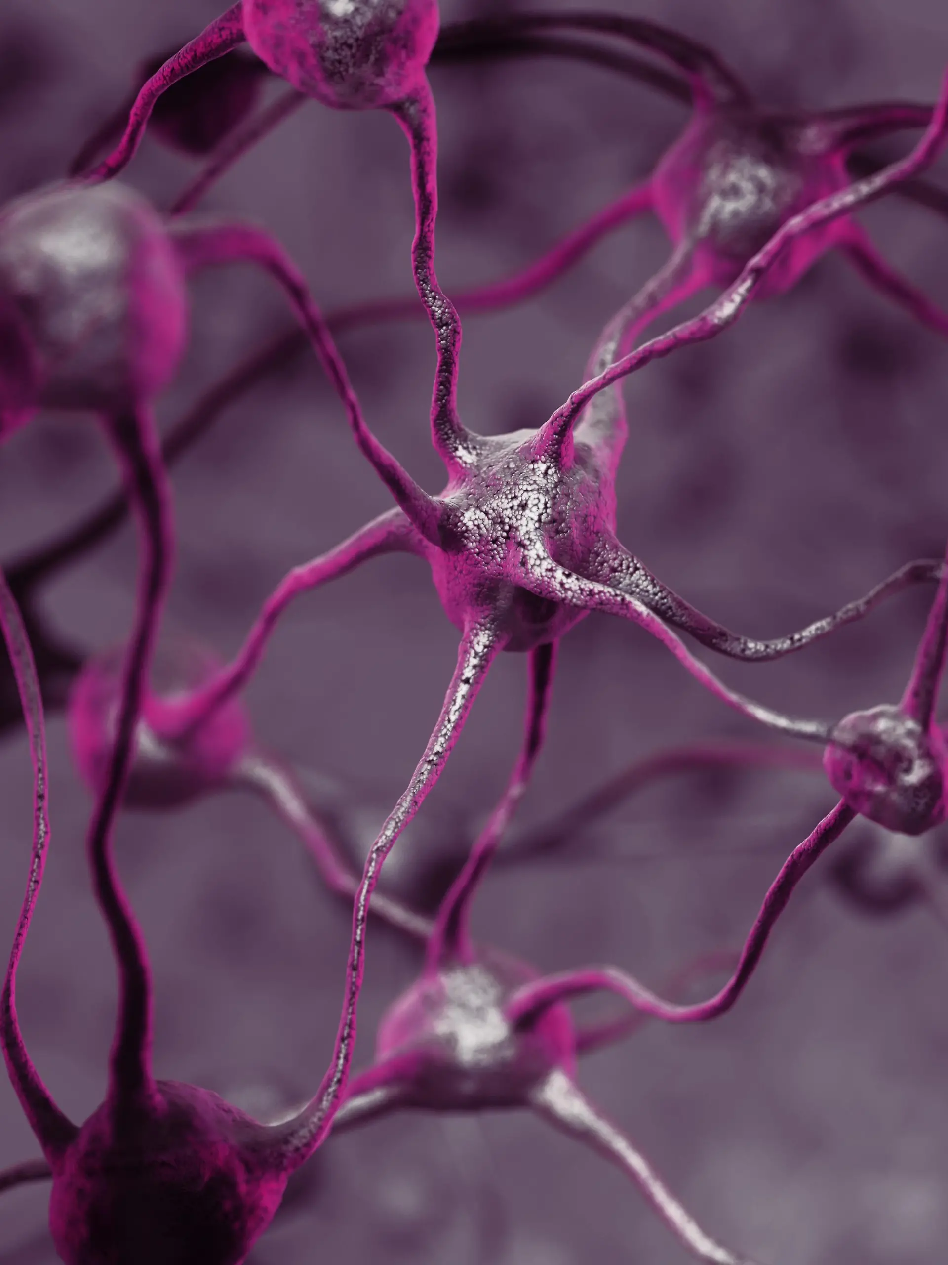 3D-Darstellung eines Biologischen Neuronalen Netzwerks eines menschlichen Gehirns, vernetzte Neuronen, Gehirnzellen und Verbindungen, computergeneriertes wissenschaftliches Modell | Verwendung weltweit, Keine Weitergabe an Wiederverkäufer.