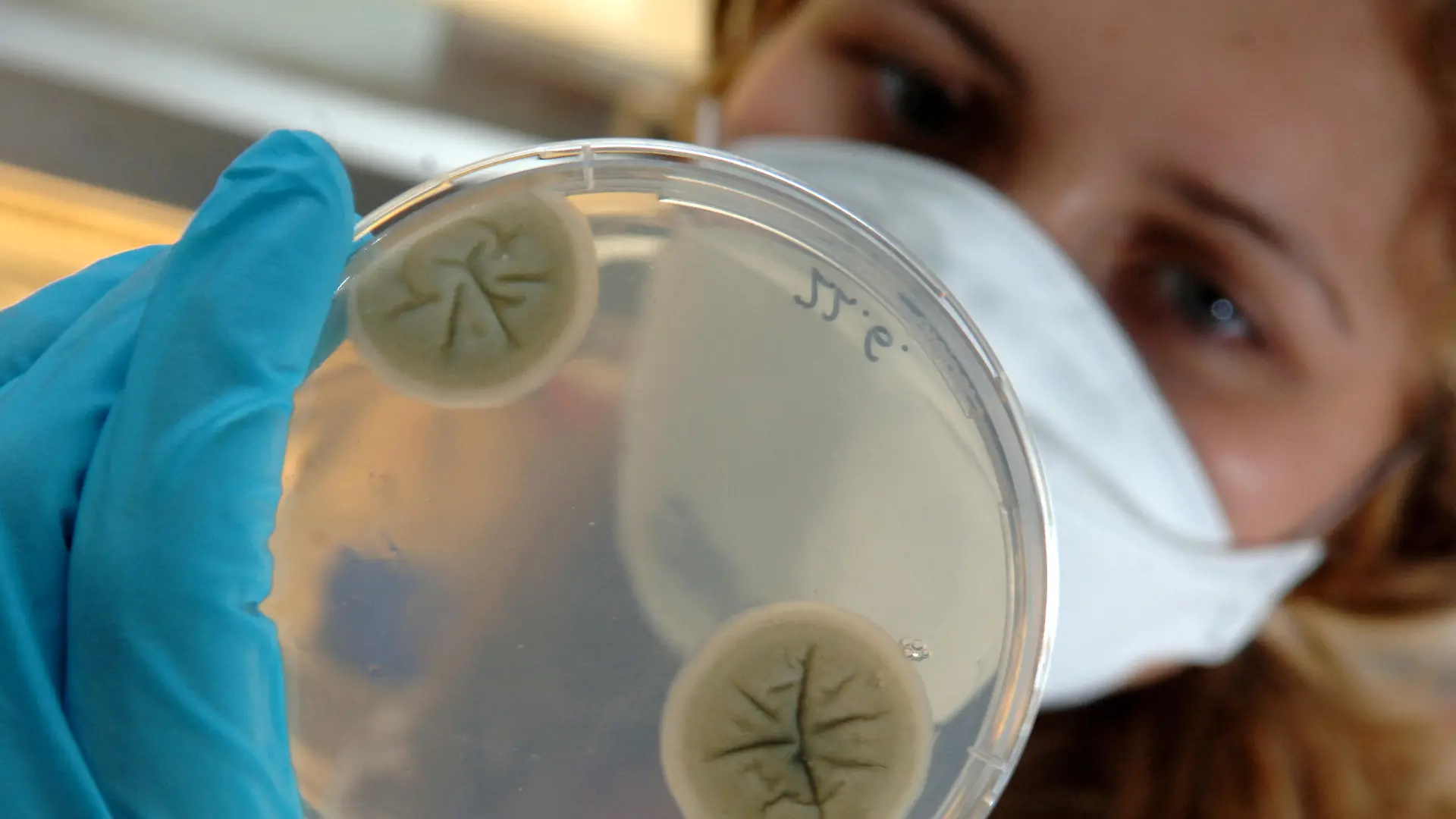 Die bulgarische Doktorandin Venelina Sugareva studiert am 14.07.2005 in einem Genlabor des Leibniz-Instituts für Naturstoff-Forschung und Infektionsbiologie - Hans-Knöll-Institut - in Jena eine Kultur mit genmanipulierten Pilzzellen. Mikrobiologen sehen gegenwärtig eine zunehmende Bedrohung durch gefährliche Pilze. Rund 50.000 Patienten in Deutschland erleiden jährlich eine durch Pilze verursachte Blutvergiftung. Besonders betroffen sind ältere Menschen und Patienten mit einem geschwächten Imunsystem, beispielsweise nach Transplantationen. Das Jenaer Institut versteht sich unter anderem als ein wichtiges Bindeglied zwischen Grundlagenforschung und der Industrie. Forschungsbereiche sind u.a. die molekulare und angewandte Mikrobiologie, die Biostrukturchemie, die Infektionsbiologie, die Wirkstoffprüfung und die Zell- und Molekularbiologie. Die Forschungseinrichtung geht in ihrem Ursprung auf das Jahr 1938 zurück, als der Mediziner Hans Knöll in Jena ein mikrobiologisches Labor der Firma Schott & Gen. einrichtete. Im Jahr 1942 begann Knöll in Jena mit der Entwicklung von Penicillin im Labormassstab. Foto: Jan-Peter Kasper +++(c) dpa - Report+++ | Verwendung weltweit