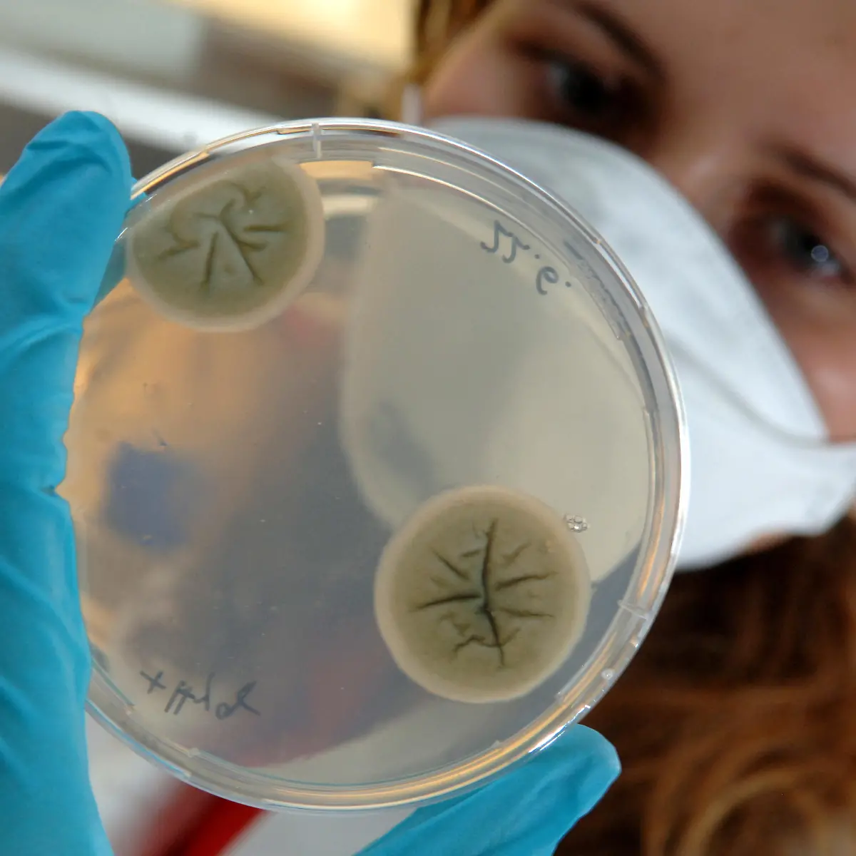 Fluconazol Logo von Fluconazol