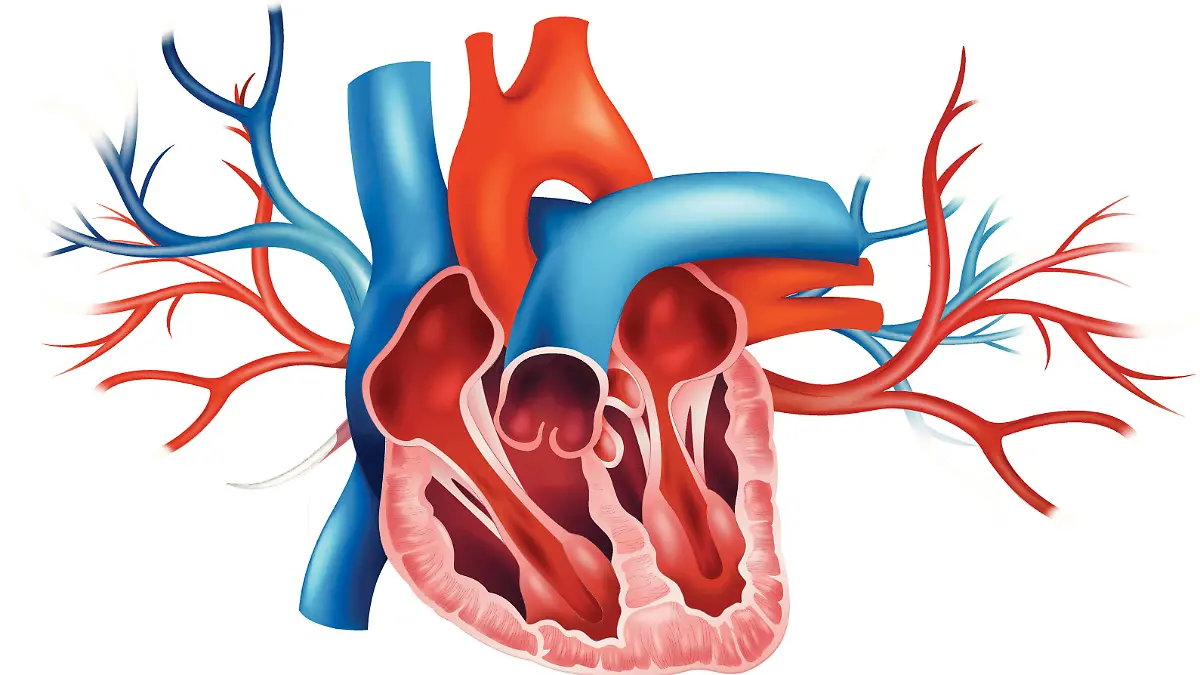Pulmonalklappe sitzt zwischen der rechten Herzkammer und der Lungenschlagader