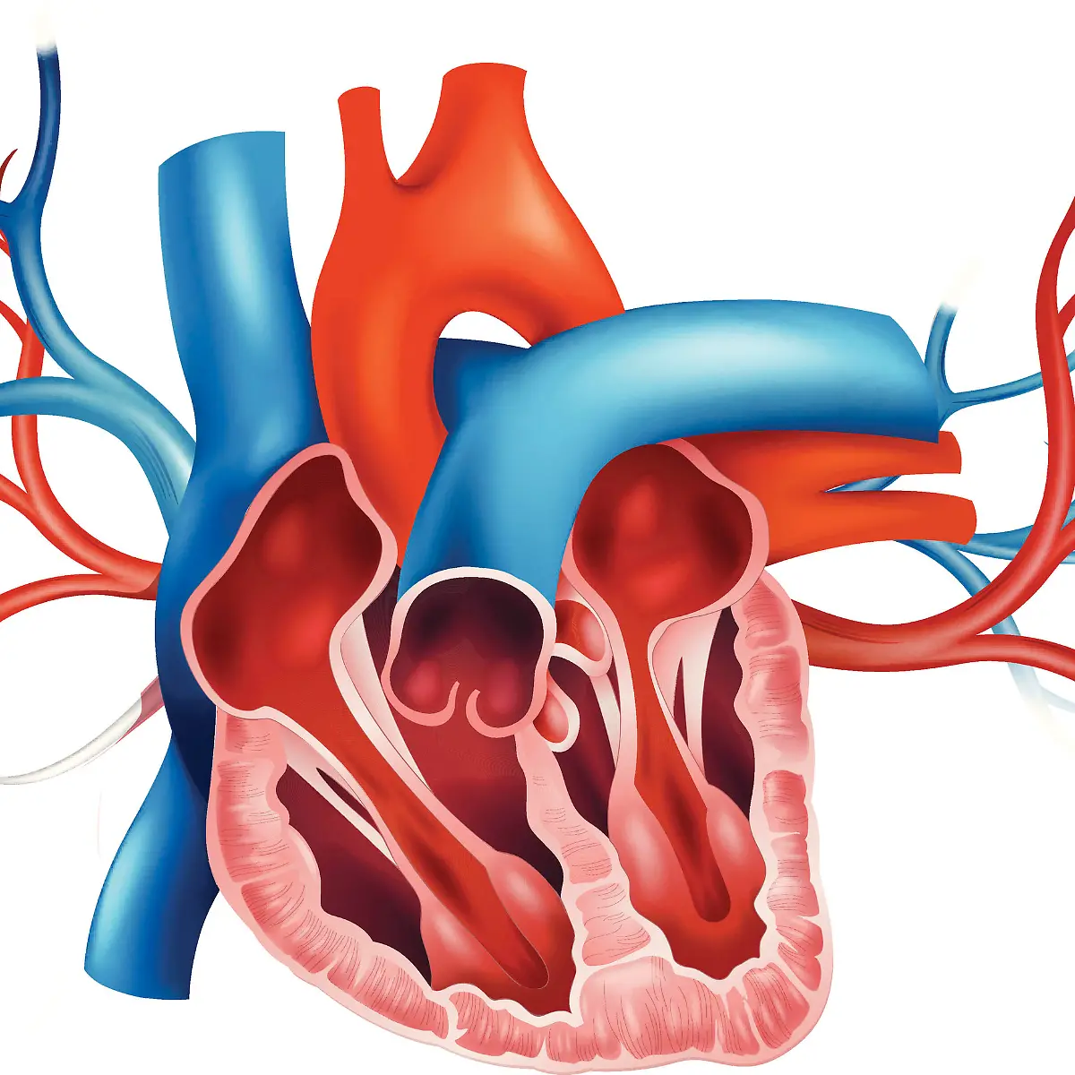 Pulmonalklappe Logo von Pulmonalklappe