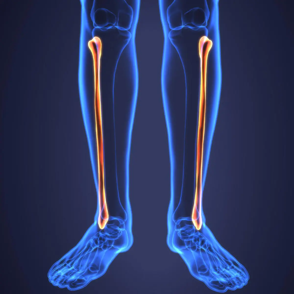 Fibula (Wadenbein) Logo von Fibula (Wadenbein)