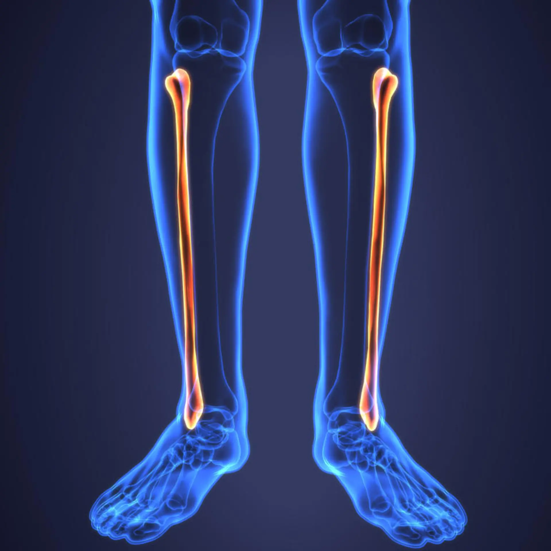 Fibula (Wadenbein) Logo von Fibula (Wadenbein)