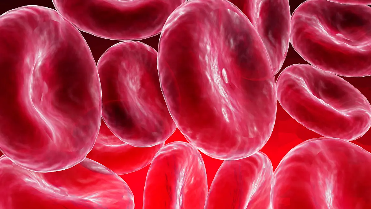 Medizin HistologieKreislaufsystem Blutzellen rote Blutkörperchen Erythrozyten Gruppe Simulation Mikroaufnahme Rasterelektronenmikroskop medicine histology erythrocyte