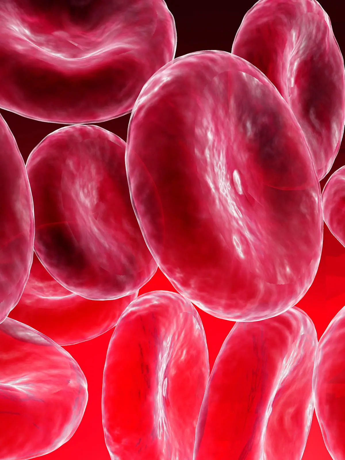 Medizin HistologieKreislaufsystem Blutzellen rote Blutkörperchen Erythrozyten Gruppe Simulation Mikroaufnahme Rasterelektronenmikroskop medicine histology erythrocyte