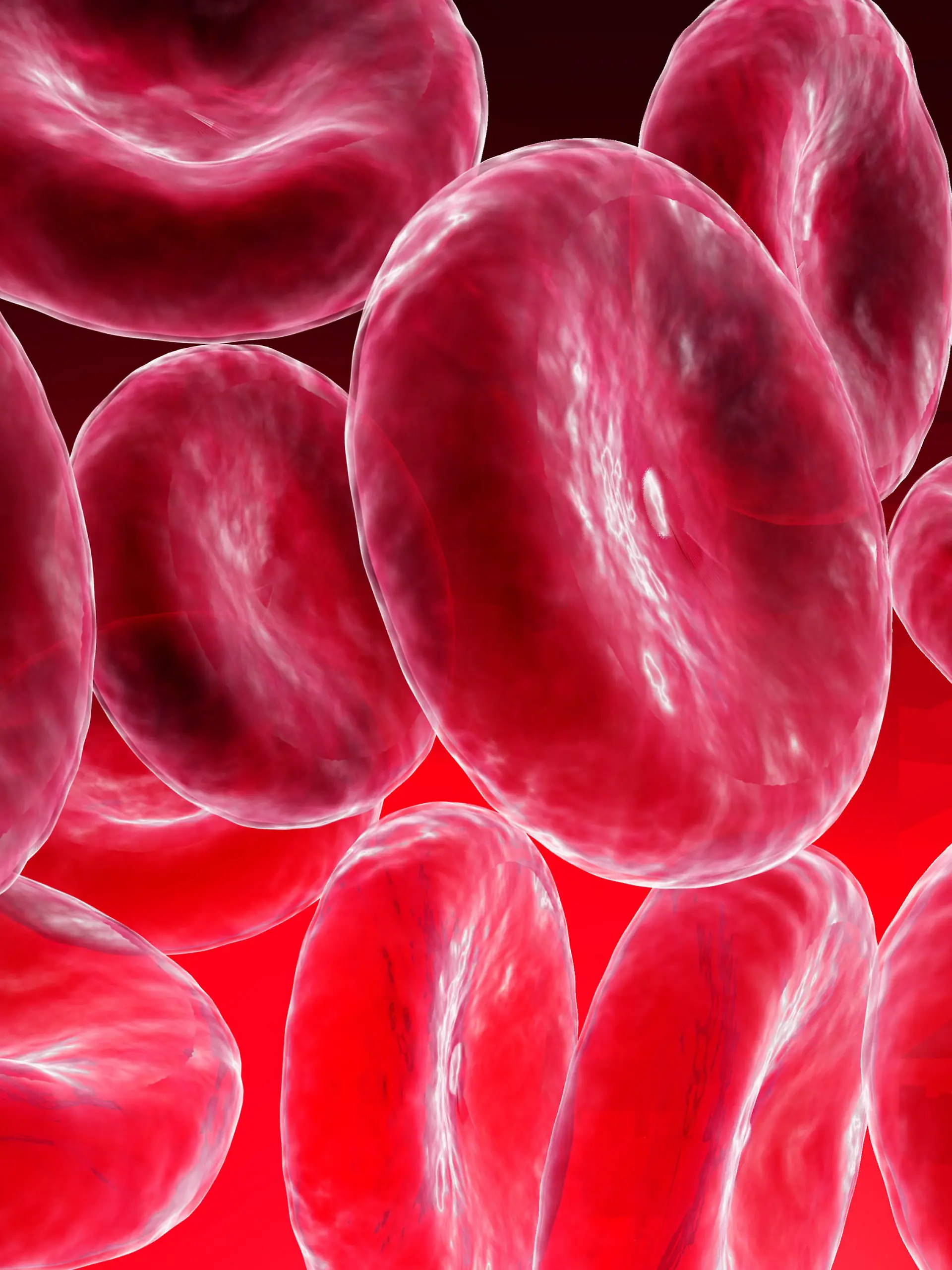 Medizin HistologieKreislaufsystem Blutzellen rote Blutkörperchen Erythrozyten Gruppe Simulation Mikroaufnahme Rasterelektronenmikroskop medicine histology erythrocyte