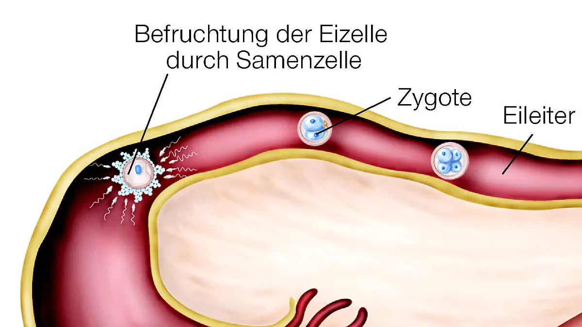 Was Geschieht Mit Den Blütenteilen Nach Der Befruchtung Gesundheitslexikon: Befruchtung