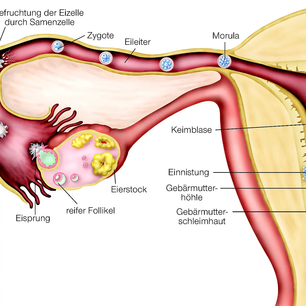Befruchtung Logo von Befruchtung