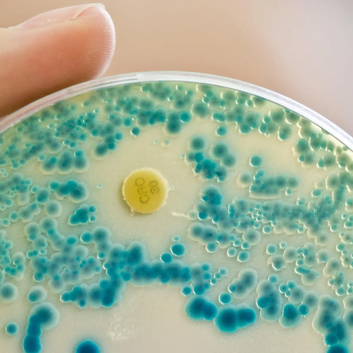 Indikator Logo von Indikator