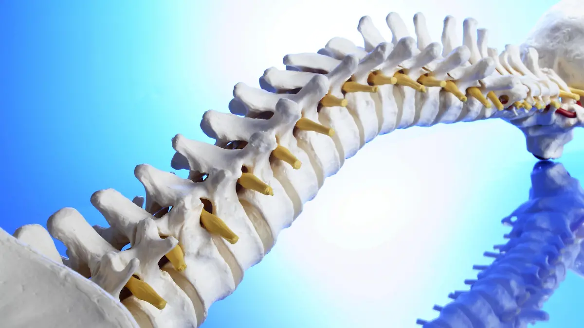 Model einer Wirbelsäule (Columna vertebralis)