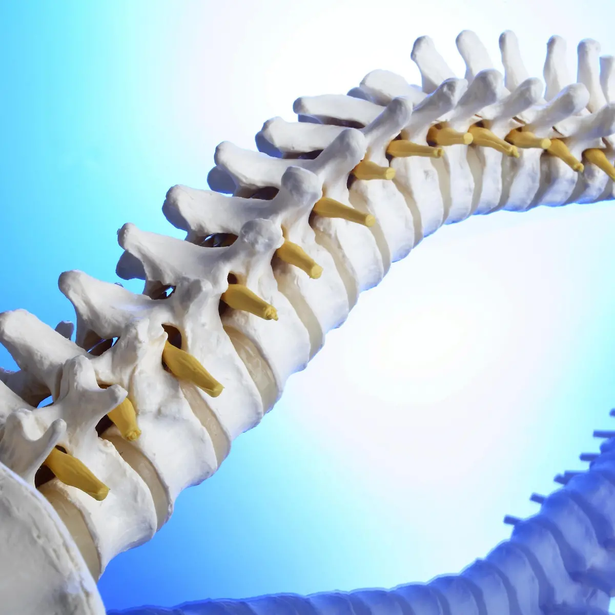 Kyphose Logo von Kyphose