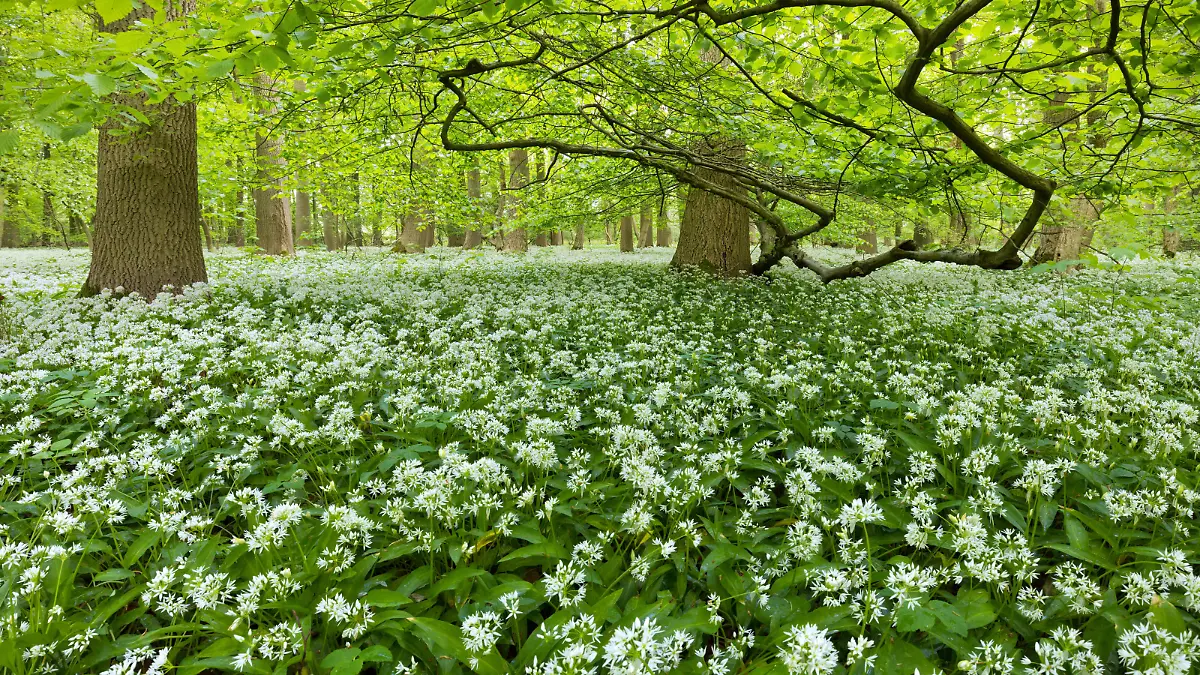 Europa Deutschland Niedersachsen Springe Kleiner Deister Deister Wald Buchenwald Laubwald Frühling Bärlauchblüte: Blühender Bärlauch bedeckt den Waldboden bei Springe in Niedersachsen *** Europe Germany Lower Saxony Springe Kleiner Deister Deister forest beech forest deciduous forest spring wild garlic blossom flowering wild garlic covers the forest floor at Springe in Lower Saxony