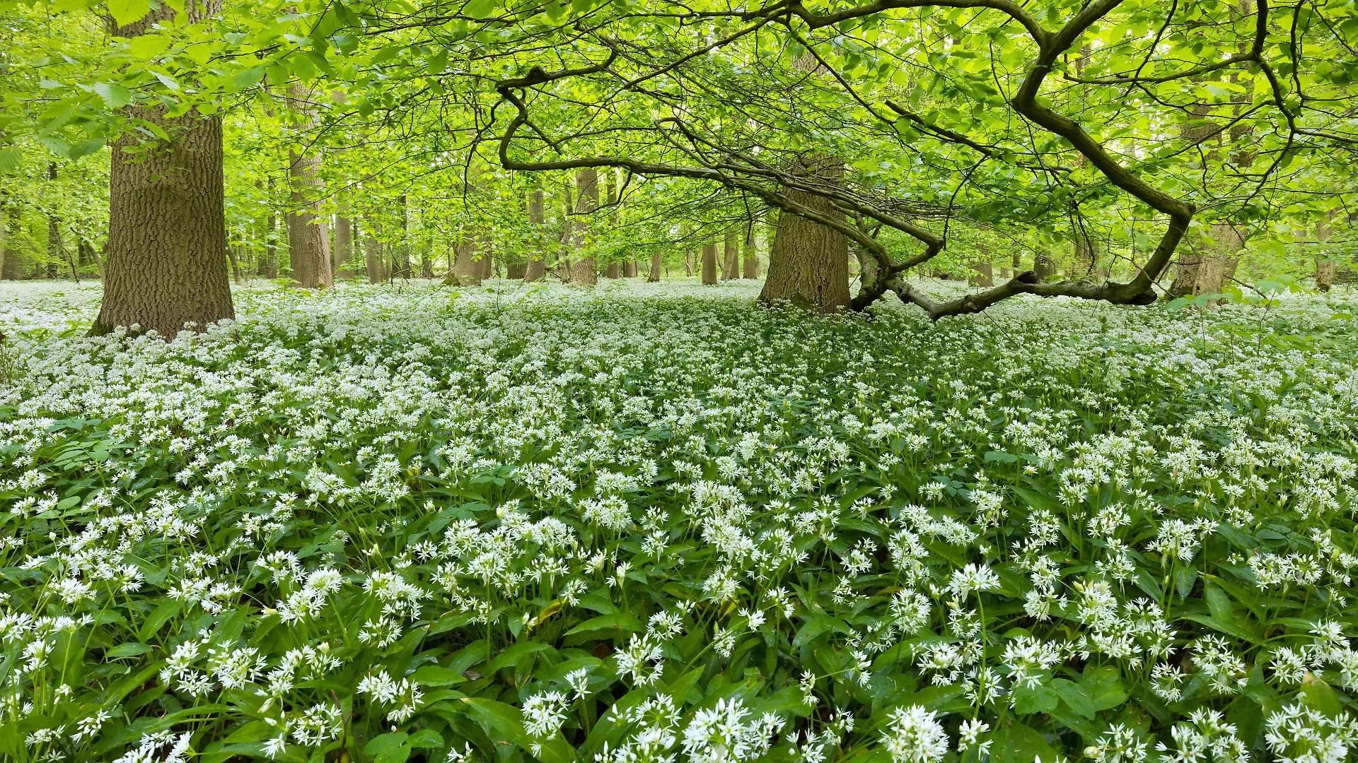  Europa Deutschland Niedersachsen Springe Kleiner Deister Deister Wald Buchenwald Laubwald Frühling Bärlauchblüte: Blühender Bärlauch bedeckt den Waldboden bei Springe in Niedersachsen *** Europe Germany Lower Saxony Springe Kleiner Deister Deister forest beech forest deciduous forest spring wild garlic blossom flowering wild garlic covers the forest floor at Springe in Lower Saxony