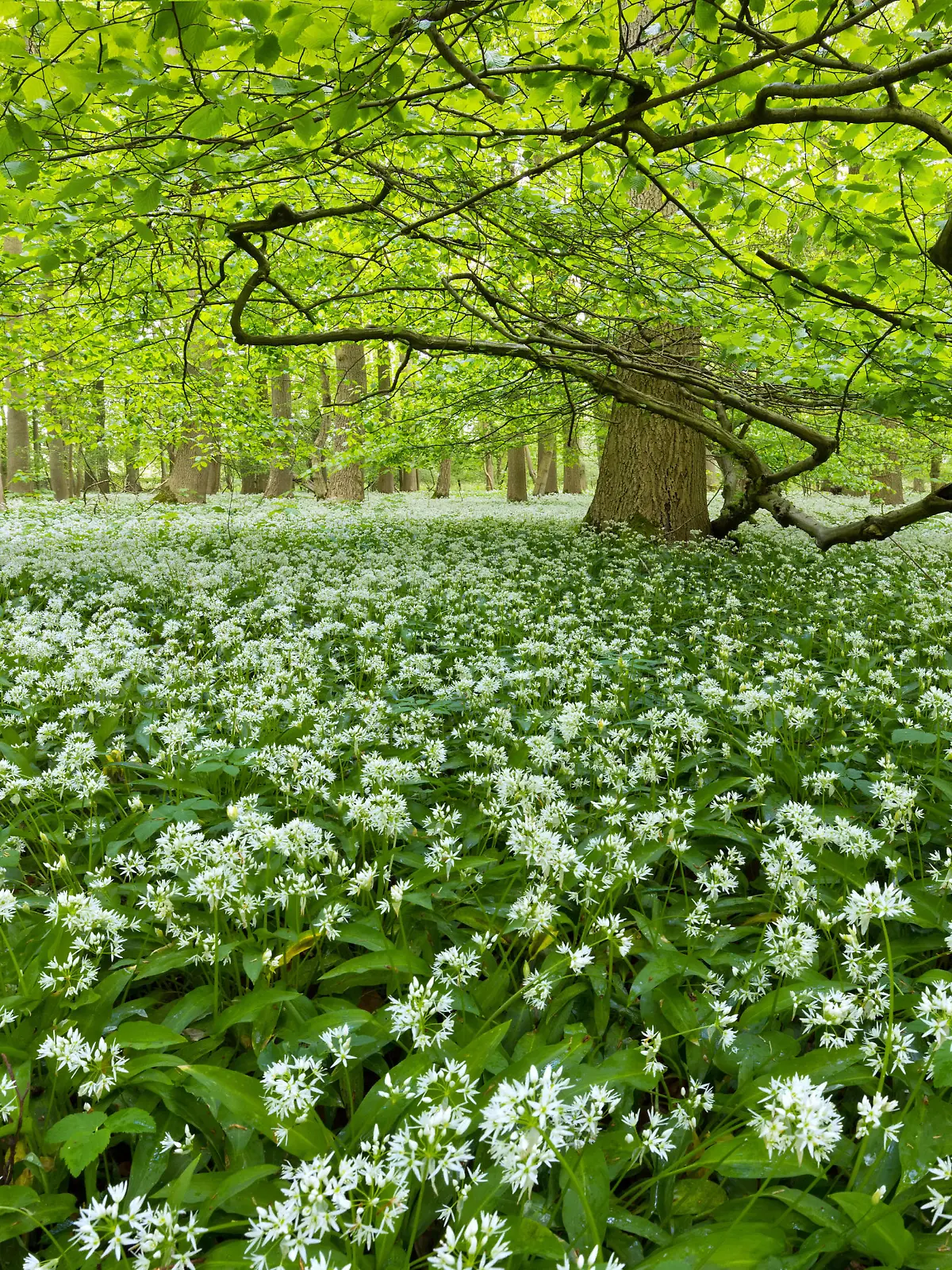  Europa Deutschland Niedersachsen Springe Kleiner Deister Deister Wald Buchenwald Laubwald Frühling Bärlauchblüte: Blühender Bärlauch bedeckt den Waldboden bei Springe in Niedersachsen *** Europe Germany Lower Saxony Springe Kleiner Deister Deister forest beech forest deciduous forest spring wild garlic blossom flowering wild garlic covers the forest floor at Springe in Lower Saxony