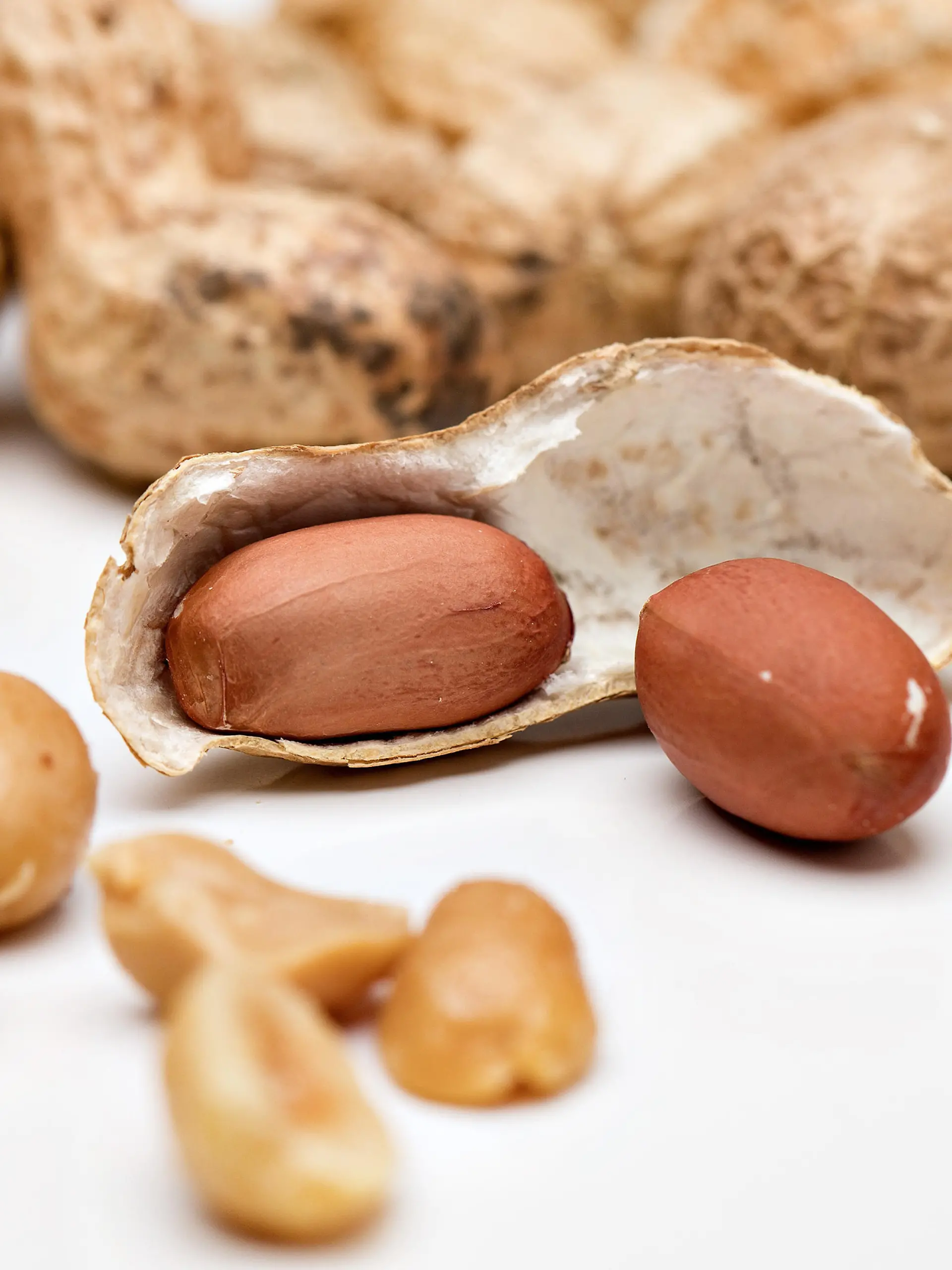 23.08.2015., Zagreb, Croatia - The peanut or groundnut (Arachis hypogaea) is a species in the family Fabaceae. Photo: Davor Puklavec/PIXSELL |