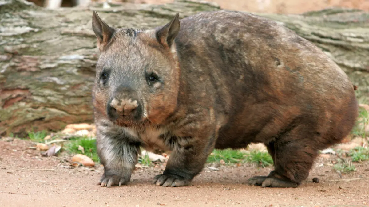 A Wombat (Pascolomyidae) at the Zoo in Melbourne, Australia. LEHTIKUVA/HEIKKI SAUKKOMAA +++(c) dpa - Report+++