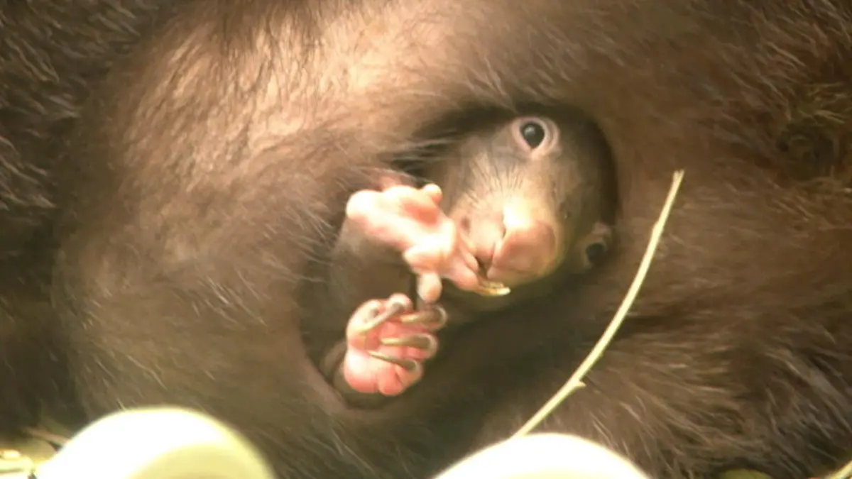 Wombat-Nachwuchs im Duisburger Zoo Süßes Wombat-Baby 