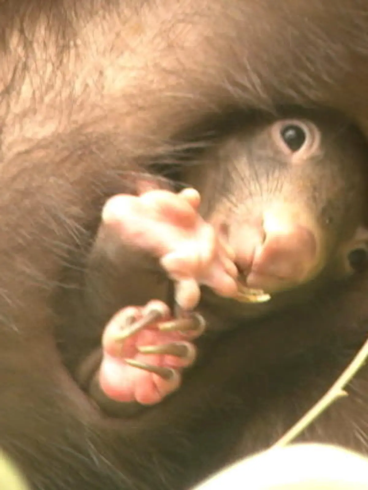 Bild zu: "Wombat-Nachwuchs im Duisburger Zoo"