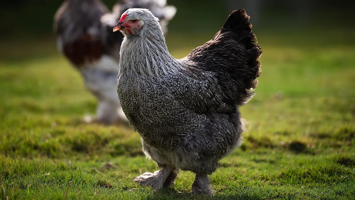Der Brahma-Hahn tötete Jasper Kraus durch seinen wilden Angriff. (Symbolbild)