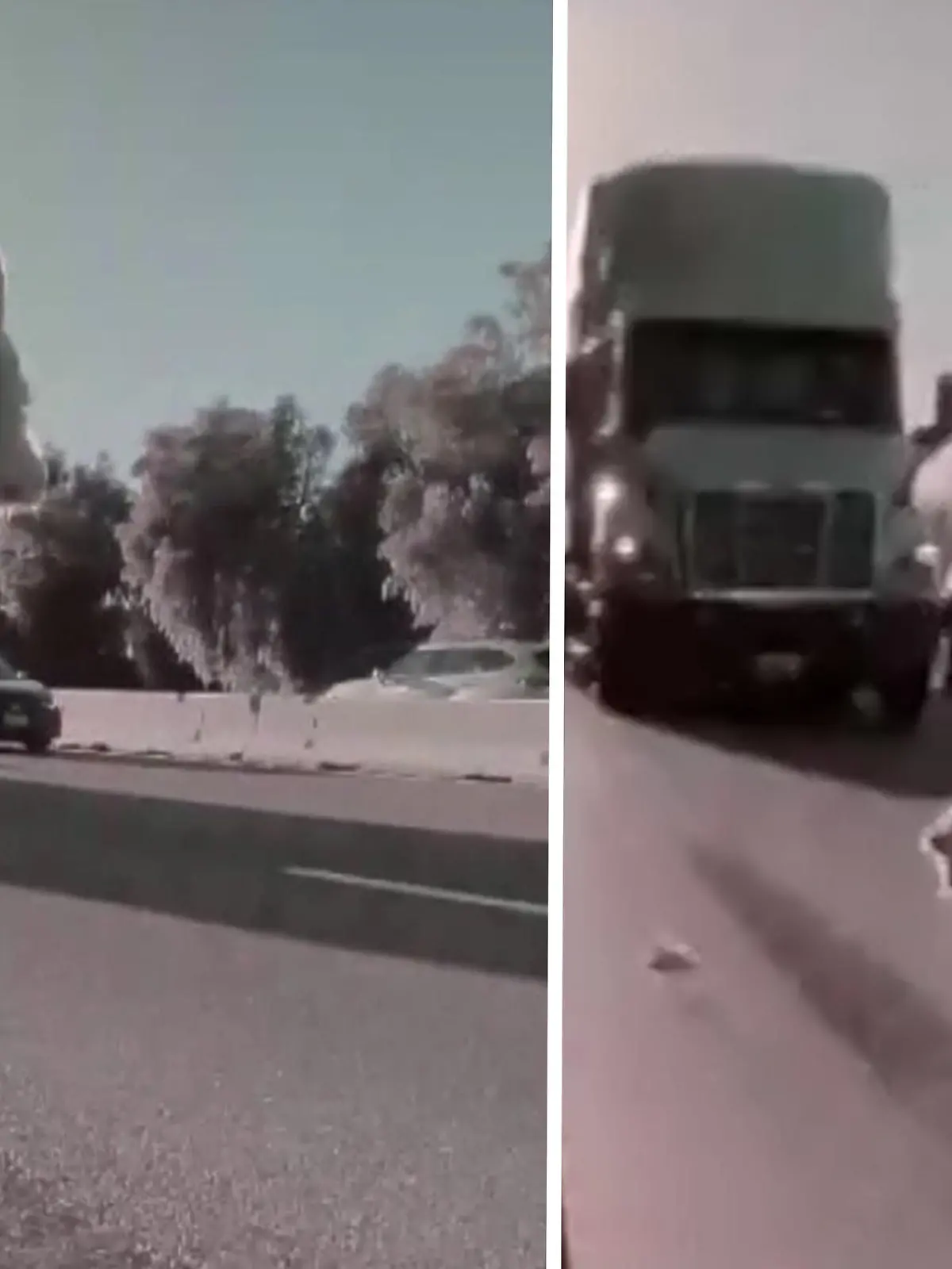 Nur mit viel Glück gerät Hündin Sophie bei diesem Sprung nicht unter die Räder eines Trucks. Doch der Schockmoment hat auch etwas Gutes: Denn Sophies Pflegefamilien wollen die kleine Hündin nun gar nicht mehr hergeben.