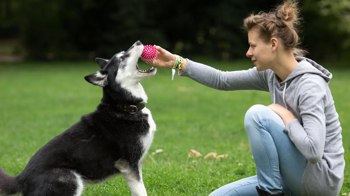 Vorfall in Mönchengladbach. Hund beißt Zweijährige in Gesicht und Bein