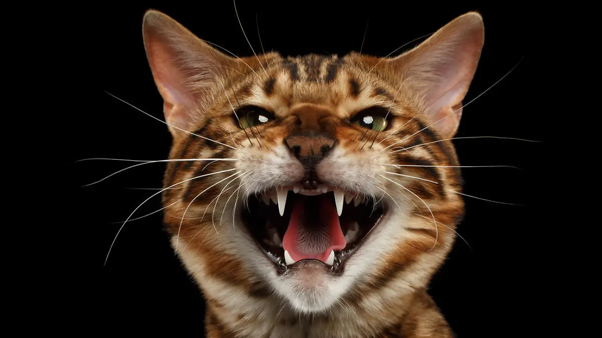 eine aggressive Katze zeigt ihre Zähne.