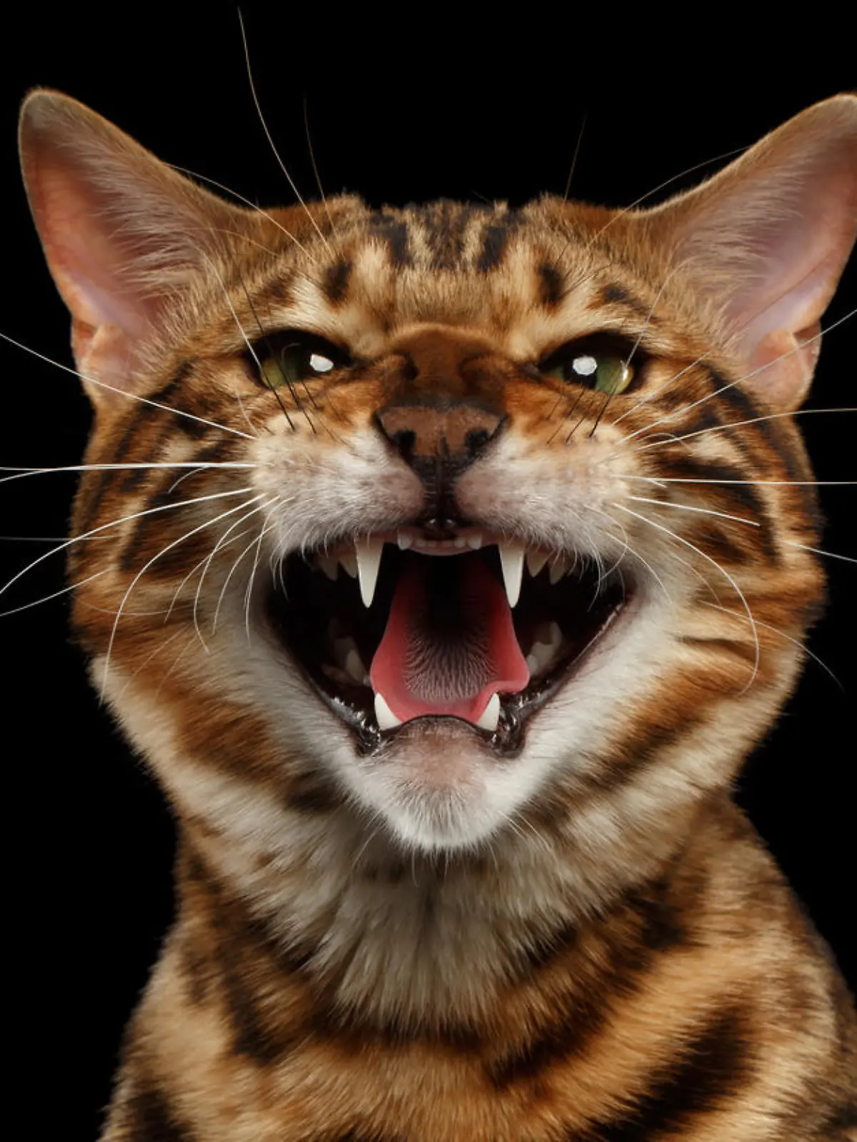 eine aggressive Katze zeigt ihre Zähne.