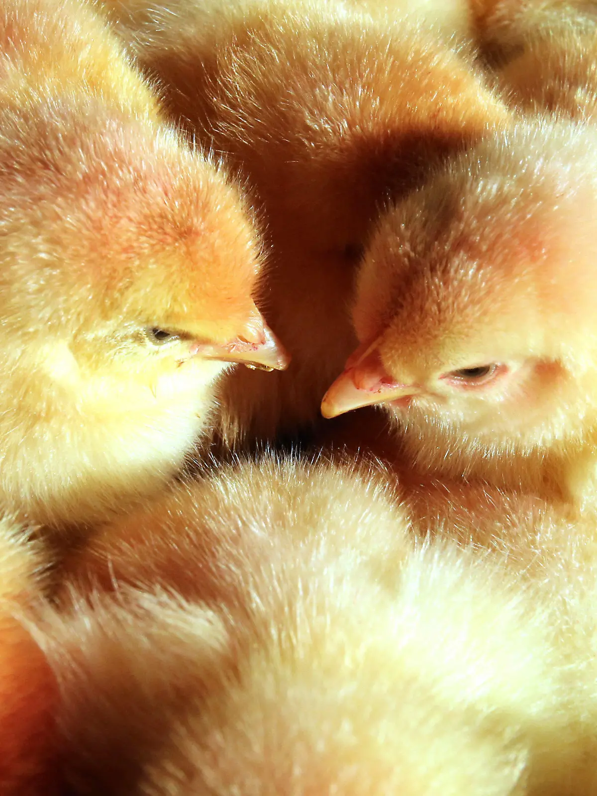 ARCHIV - ILLUSTRATION - Männliche Küken, aufgenommen am 09.03.2016. Am 20.05.2016 findet vor dem Oberverwaltungsgericht Münster die Verhandlung zum Schredderverbot von Küken statt.  Foto: Bernd Wüstneck/dpa +++(c) dpa - Bildfunk+++