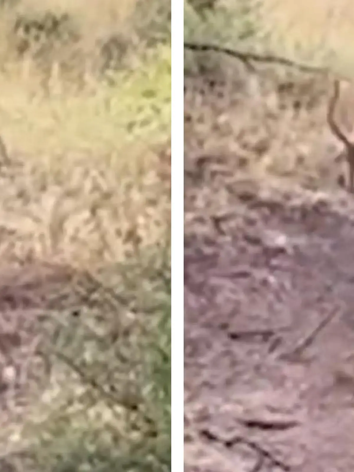 Ein Leopard in Südafrika weiß ganz genau, was er tut, als er auf seine Beute lauert. Mit einem gekonnten Sprung schnappt er sich sein Fressen aus der Luft. Die spektakulären Bilder der Jagd, sehen Sie im Video.