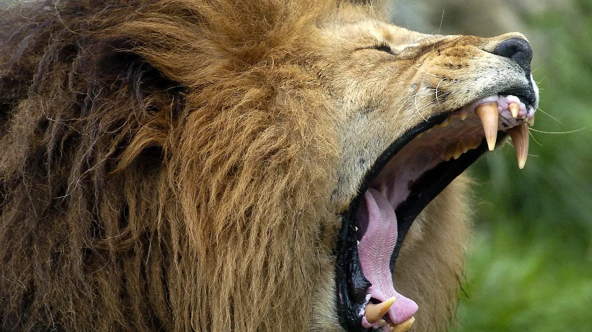 Ein Löwe gähnt am Dienstag (12.10.2004) im Münchner Tierpark Hellabrunn. Als einzige Katzenart schließt sich der Löwe ganzjährig zu größeren Gruppen zusammen, deren Kern von älteren Weibchen gebildet wird, die gemeinsam jagen. Männliche Tiere beteiligen sich bei der Jagd meist nicht, fressen sich am Riss aber zuerst satt. Foto: Frank Leonhardt dpa/lby