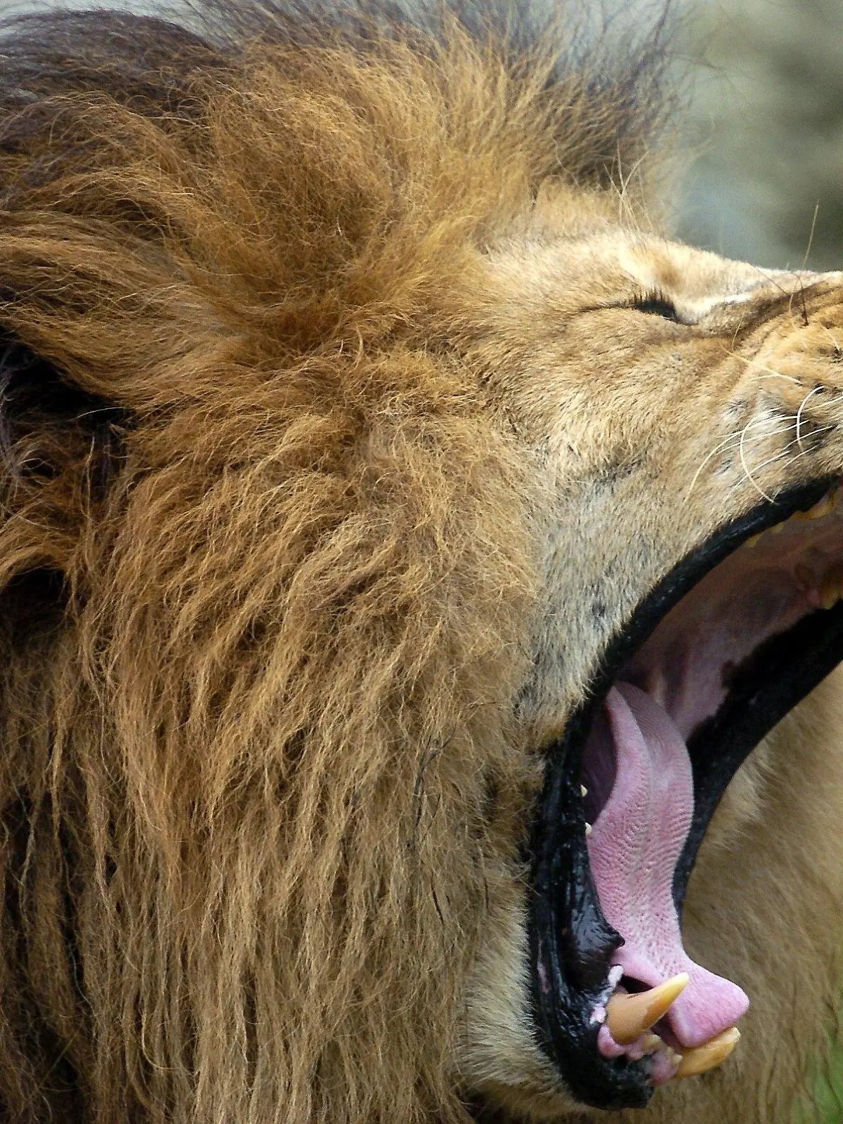 Ein Löwe gähnt am Dienstag (12.10.2004) im Münchner Tierpark Hellabrunn. Als einzige Katzenart schließt sich der Löwe ganzjährig zu größeren Gruppen zusammen, deren Kern von älteren Weibchen gebildet wird, die gemeinsam jagen. Männliche Tiere beteiligen sich bei der Jagd meist nicht, fressen sich am Riss aber zuerst satt. Foto: Frank Leonhardt dpa/lby