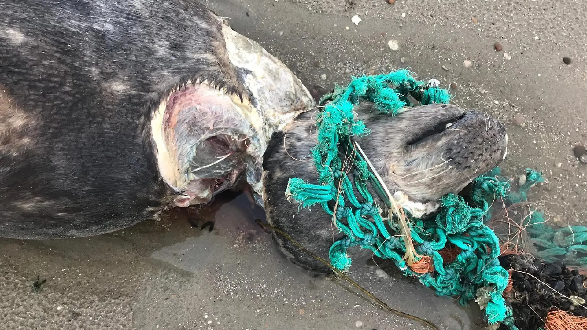 Tierschützer fanden tote Robben am Strand.