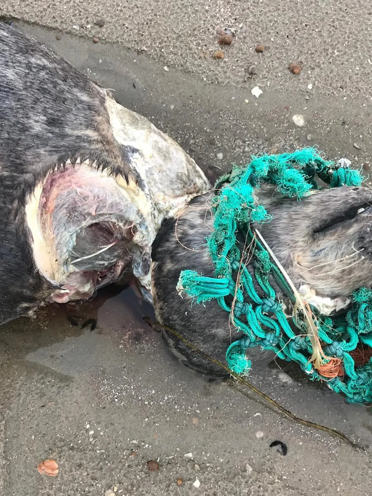 Tierschützer fanden tote Robben am Strand.