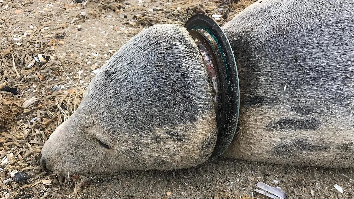 Diese Robbe verfing sich in einem Fischernetz.