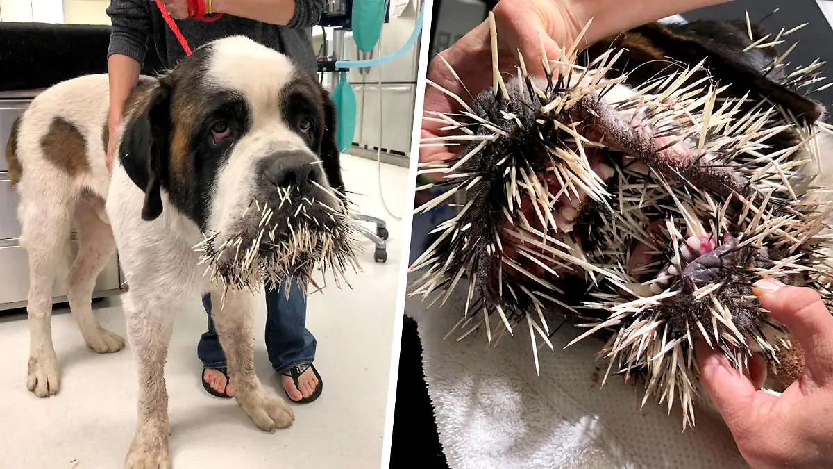 Hund wurde von Stachelschwein verletzt