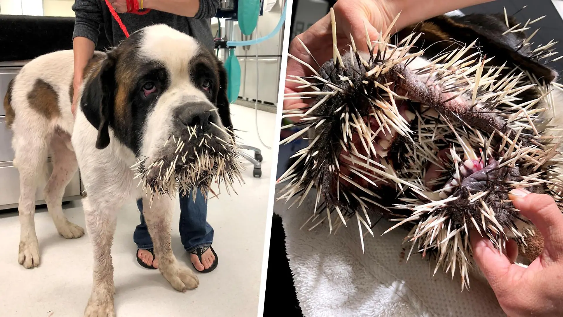 Hund wurde von Stachelschwein verletzt
