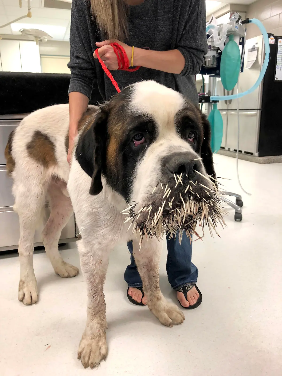 Hund wurde von Stachelschwein angegriffen
