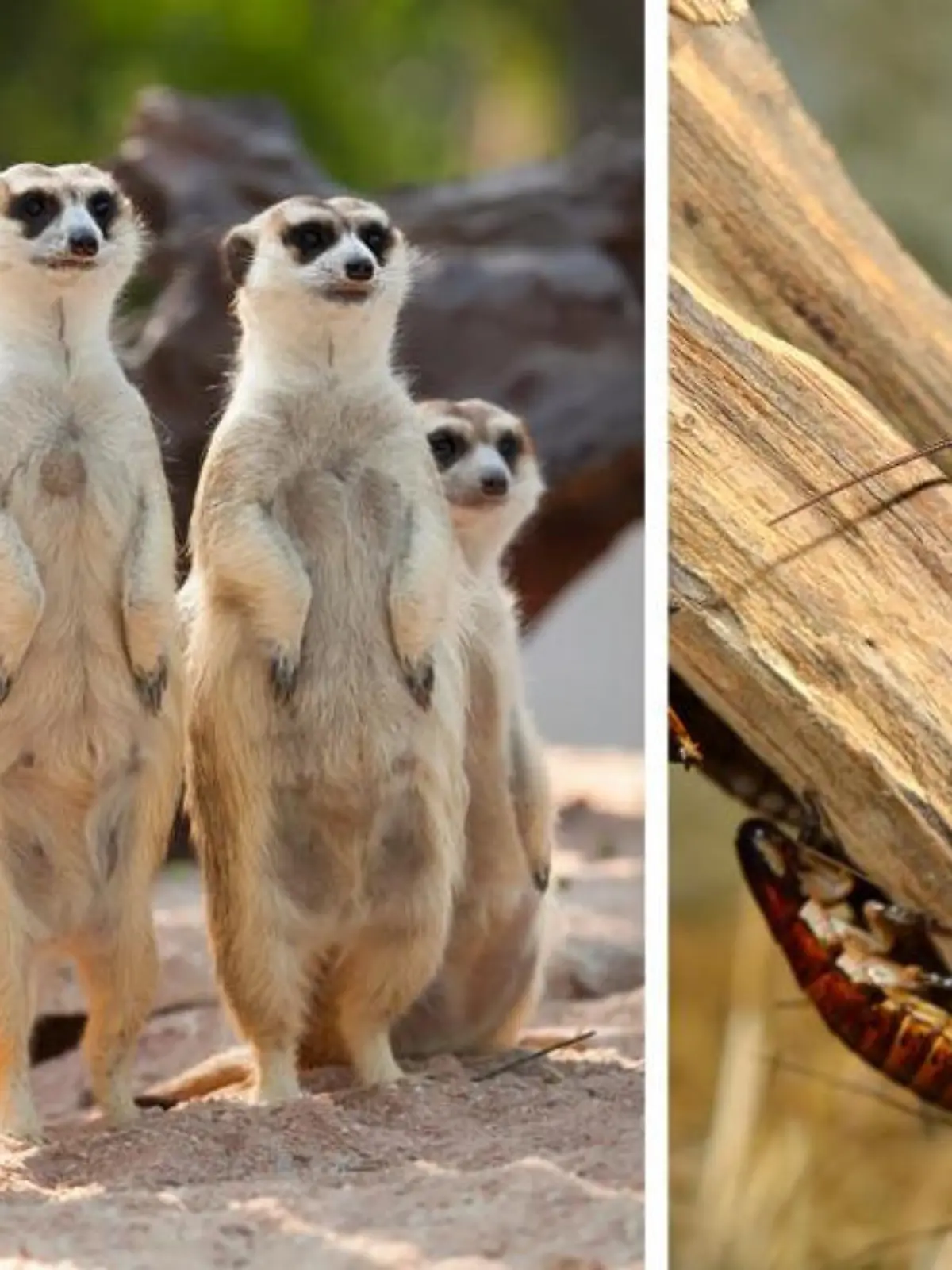 Möchten Sie Ihre oder Ihren Ex gern zum Mond schießen, haben so einen richtigen Hals auf ihn oder sie? Dann ist diese Aktion des Tierparks in Hamm vielleicht etwas für Sie: Da können Sie sich nämlich auf eine ganz besondere Art am Ex-Partner rächen. Und das geht so: Sie taufen eine Kakerlake auf dessen Namen und ab geht’s ins Raubtiergehege zum Verfüttern. In anderen Ländern hat die Aktion schon fast Tradition, war während der Corona-Pandemie besonders beliebt, weil vielen Zoos die Einnahmen wegbrachen. In Hamm hat sie vor allem bei den Damen viel Anklang gefunden. Wie genüsslich die ihre Ex-Partner-Kakerlaken an die Tiere verfüttert haben, zeigen Ihnen RTL-Reporter Bastian Breitenbach und Katrin von Danwitz im Video.