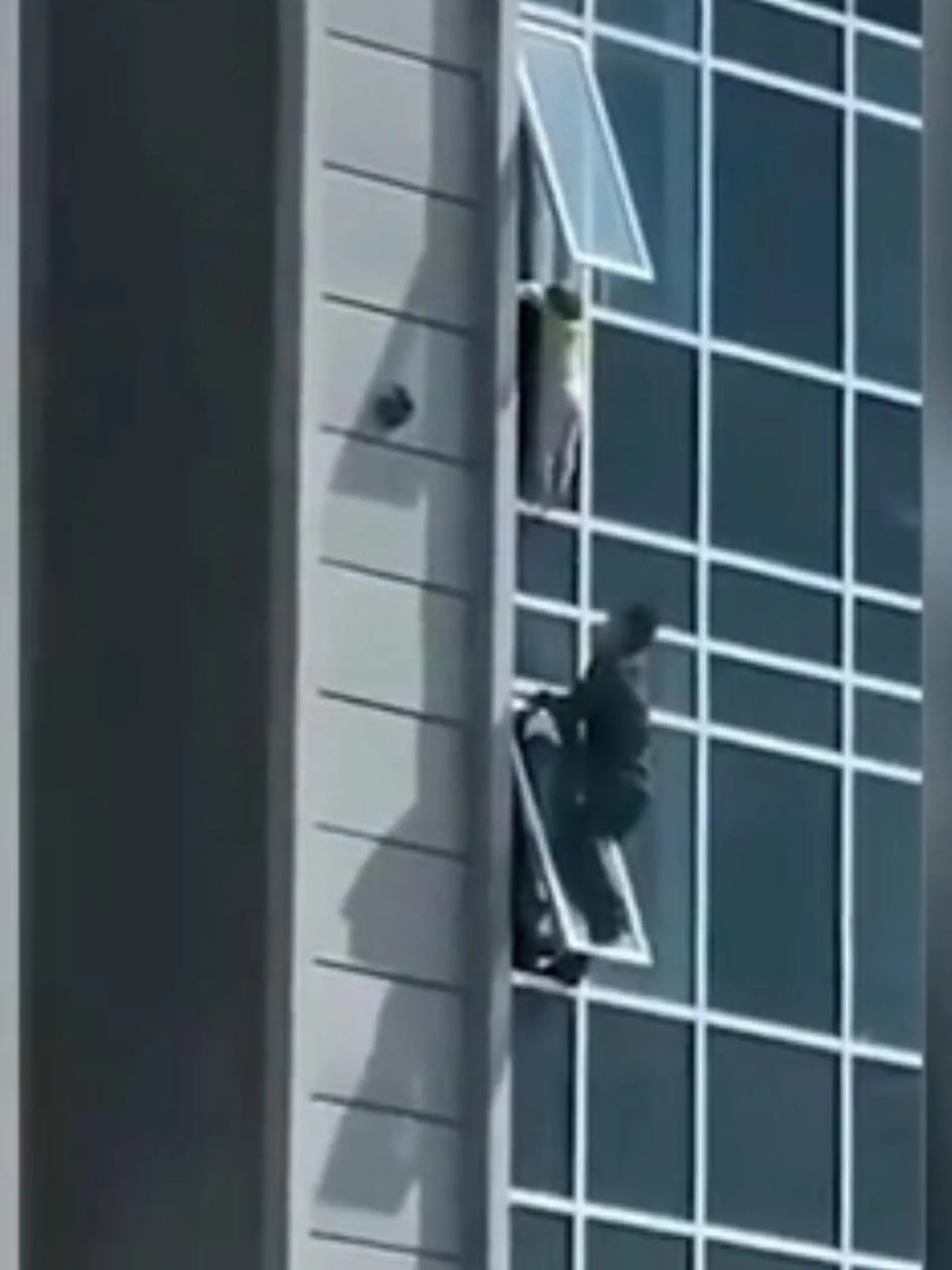 Es sind Sekunden, in denen das Herz stehen bleibt: In der chinesischen Millionenmetropole Tangshan hing am 6. Februar ein kleines Kind aus dem Fenster eines Hochhauses. Jeden Moment drohte seine Kraft nachzulassen und der tödliche Sturz in die Tiefe. Doch kurz vor der Tragödie eilte ein Mann zur Hilfe und riskierte sein eigenes Leben. Im Video sehen Sie die komplette Heldentat.