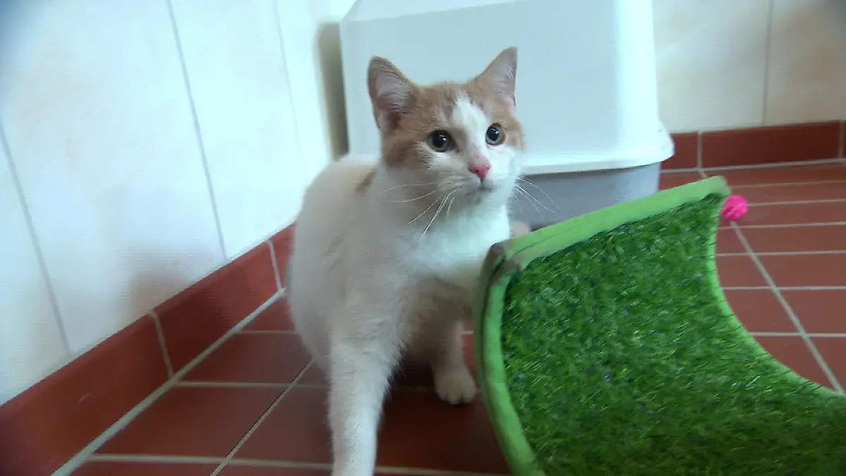 Der junge Kater ist ganz neugierig. Kalle ist seit Ende Januar im Tierheim Henstedt-Ulzburg.