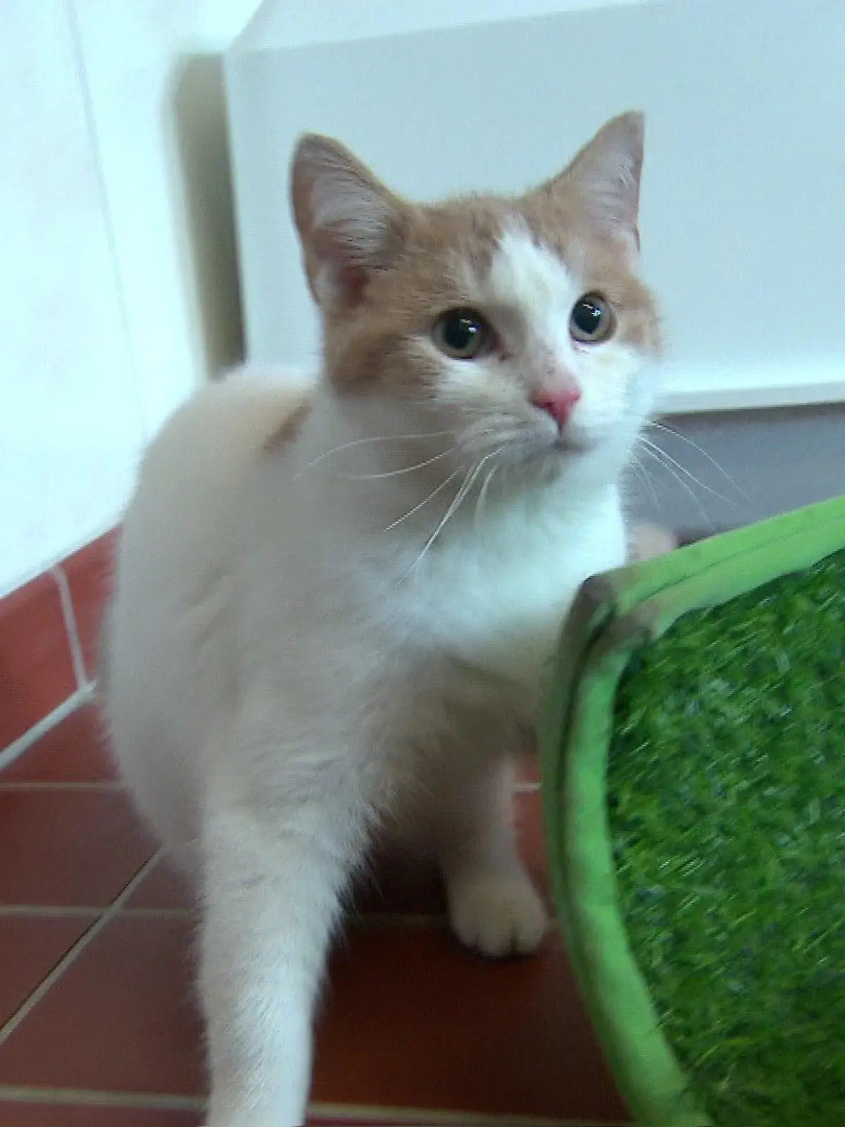 Der junge Kater ist ganz neugierig. Kalle ist seit Ende Januar im Tierheim Henstedt-Ulzburg.