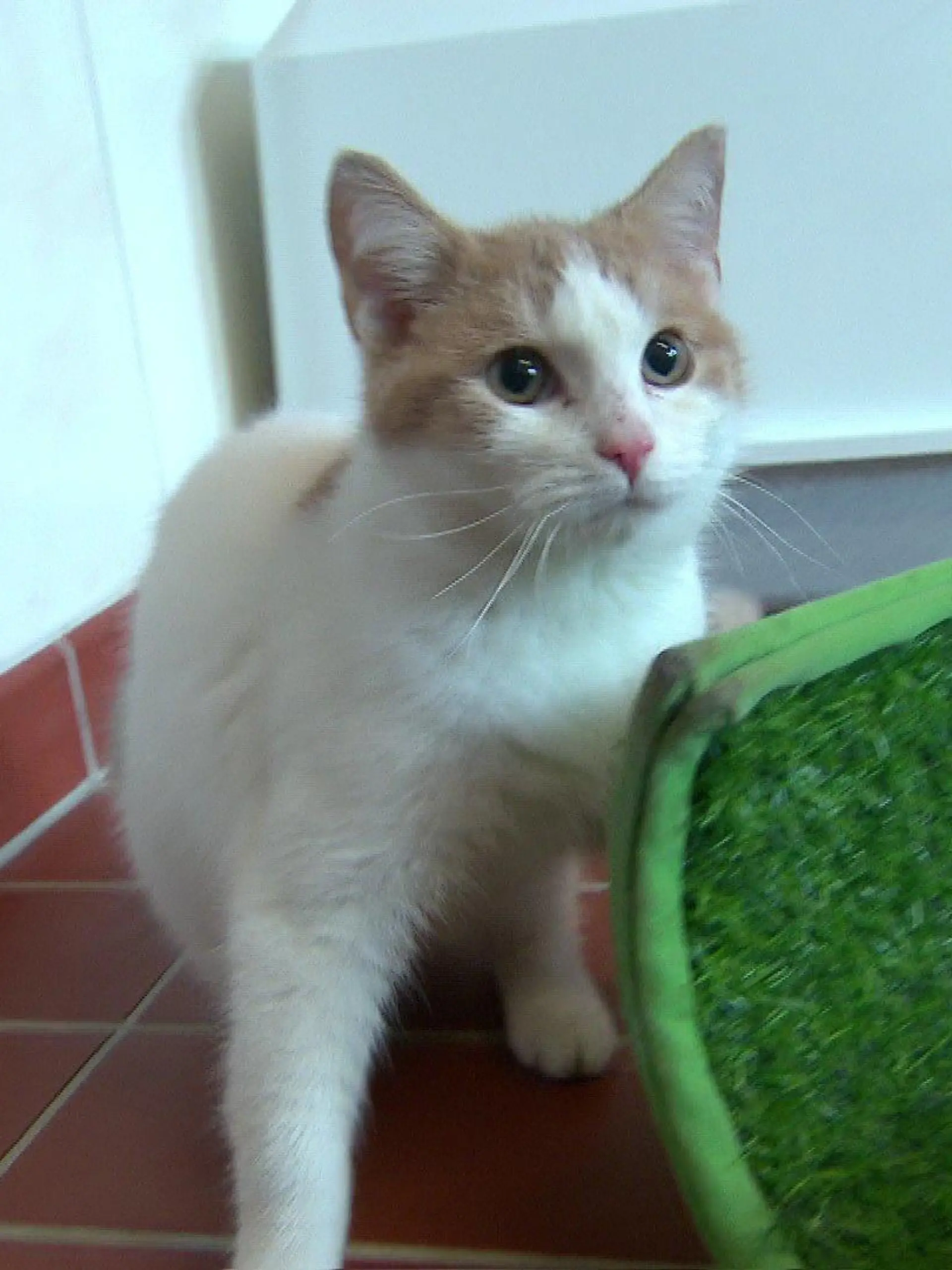 Der junge Kater ist ganz neugierig. Kalle ist seit Ende Januar im Tierheim Henstedt-Ulzburg.